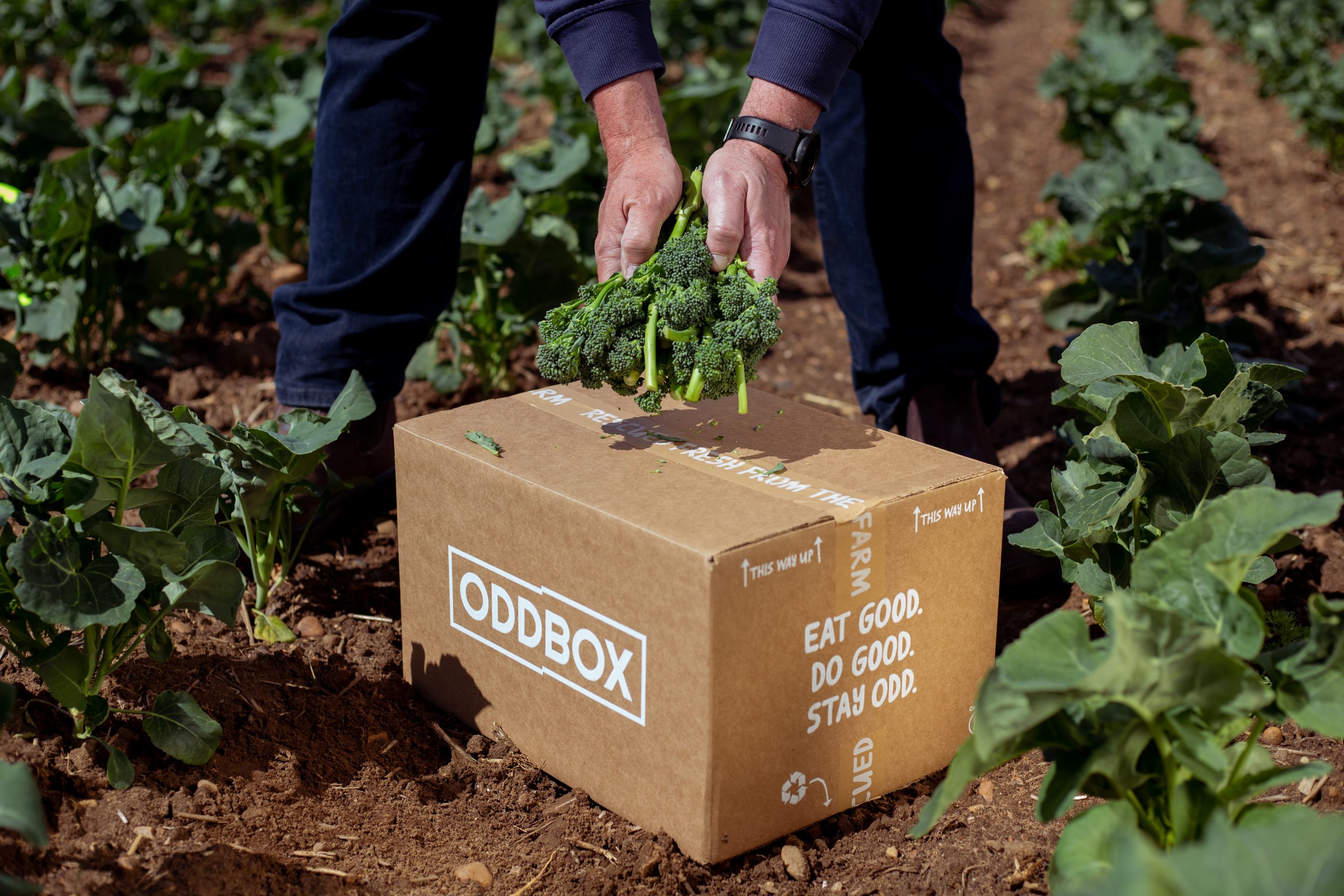 A person placing fresh broccoli into a Rubies In The Rubble delivery box in a field.