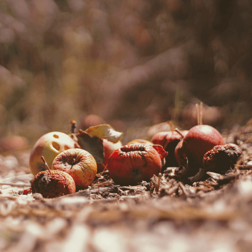 Food waste must be a focal part of the climate solution