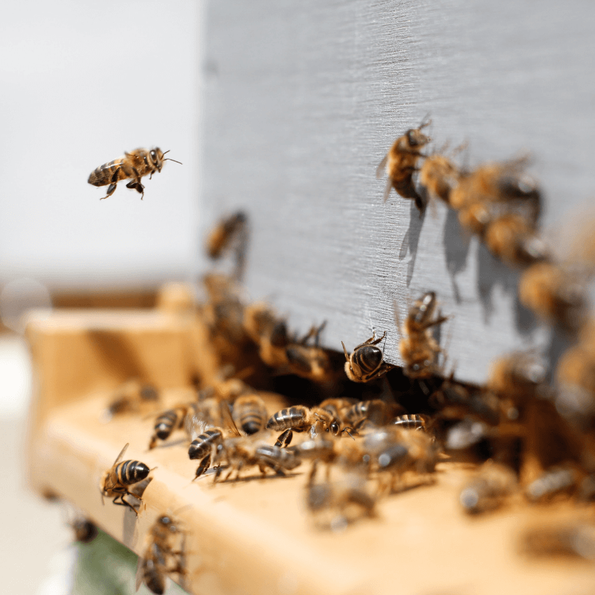 Why we need bees and how to plant for pollinators