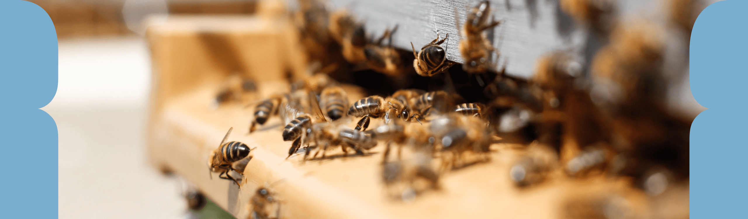 Why we need bees and how to plant for pollinators